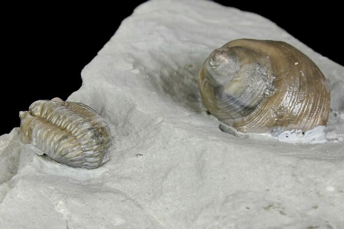 Flexicalymene Trilobite Fossil and Gastropod - Ohio #136982